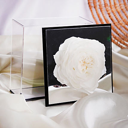 Preserved Peony in Mirror Box