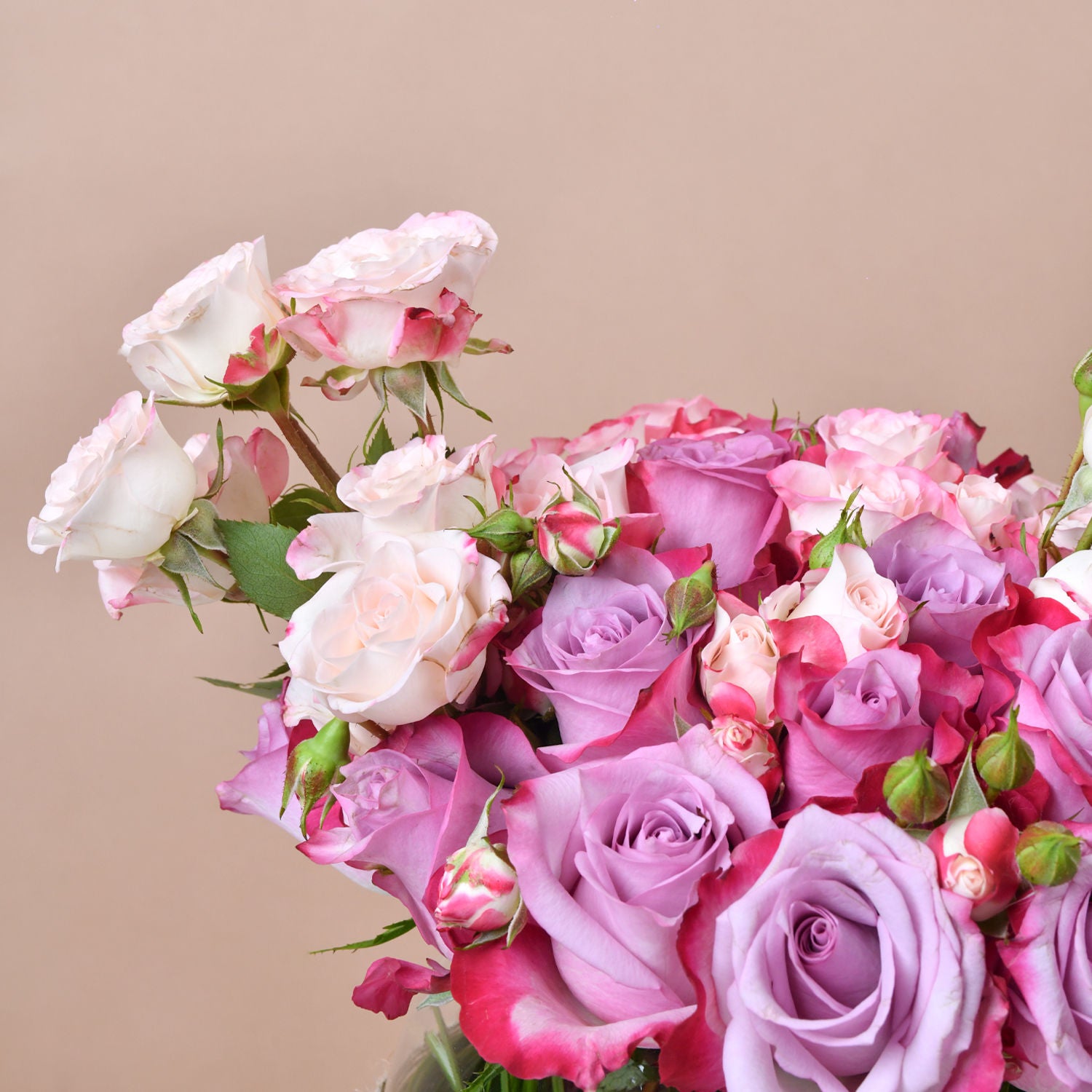 Pretty in Pink and Purple Roses