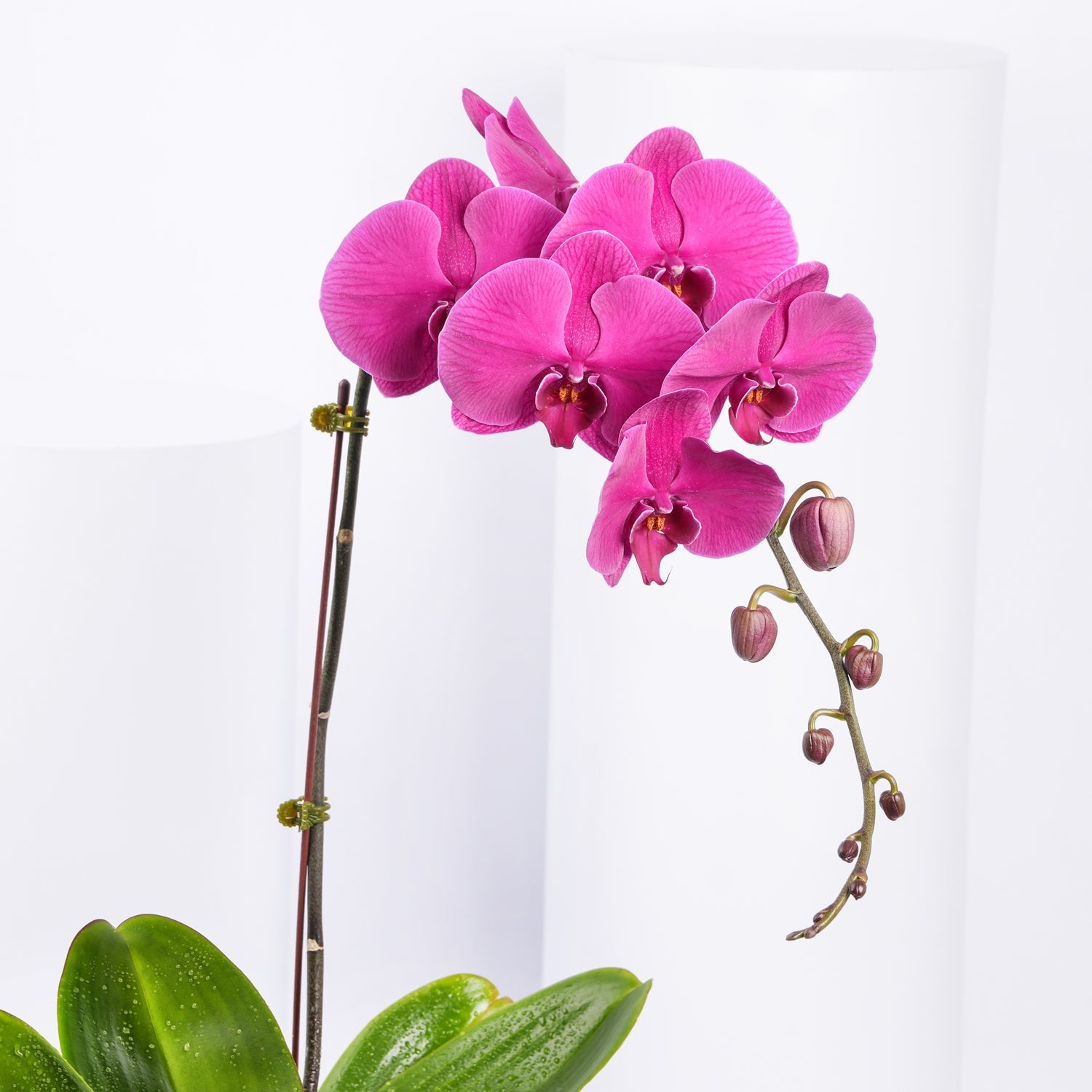 Purple Orchid Plant in Box