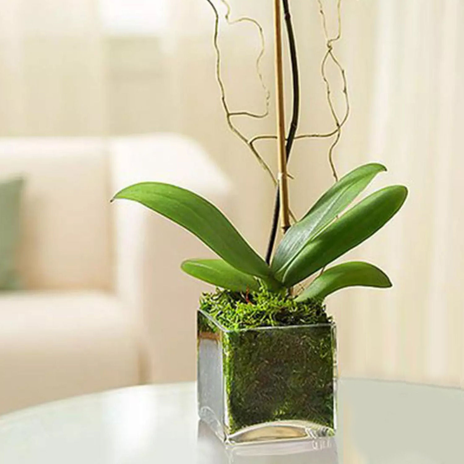 Purple Orchid Plant In Glass Vase