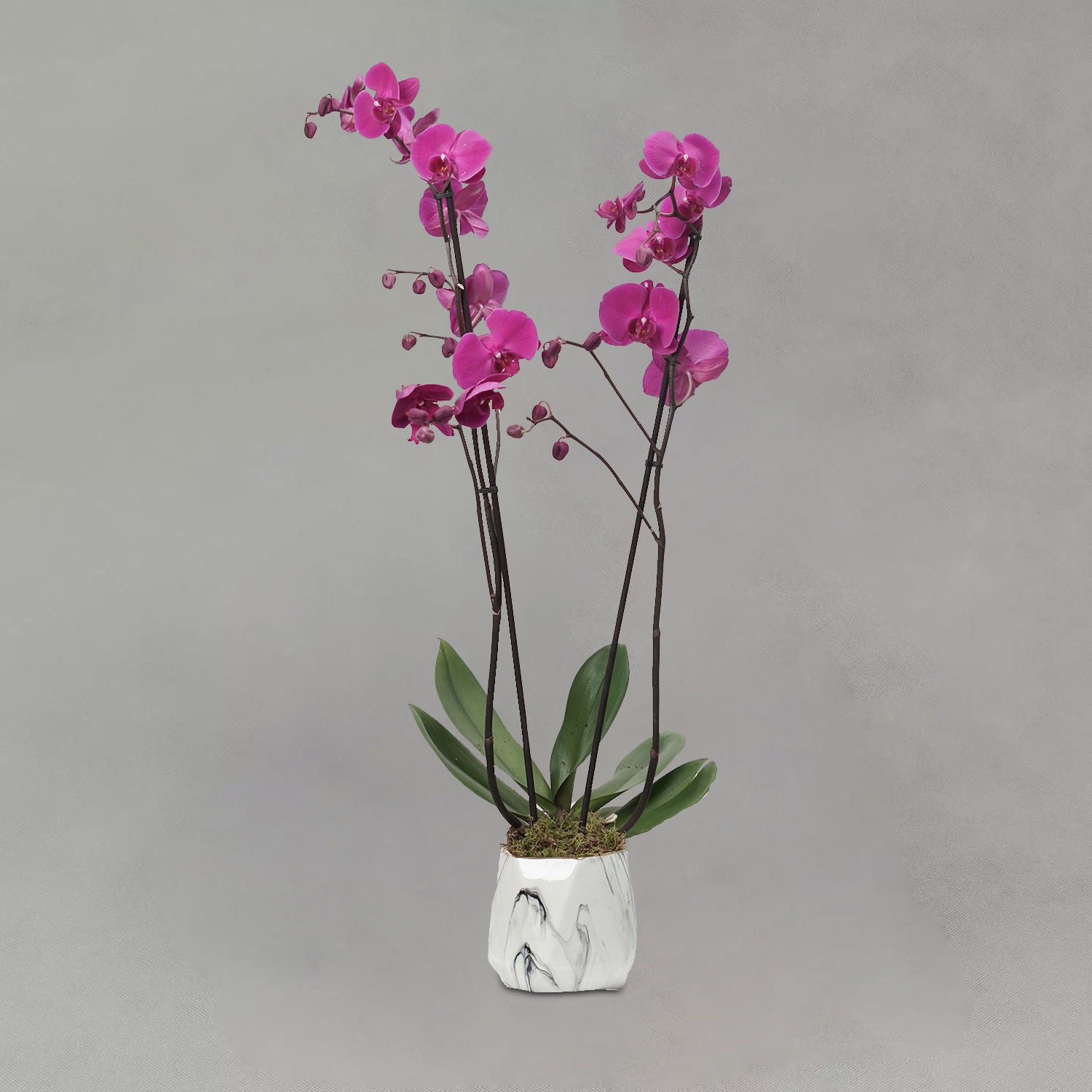 Purple Phalaenopsis Plant Grey Pot