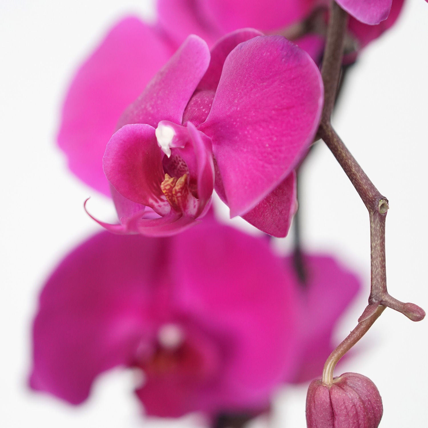 Purple Phalaenopsis Plant Grey Pot