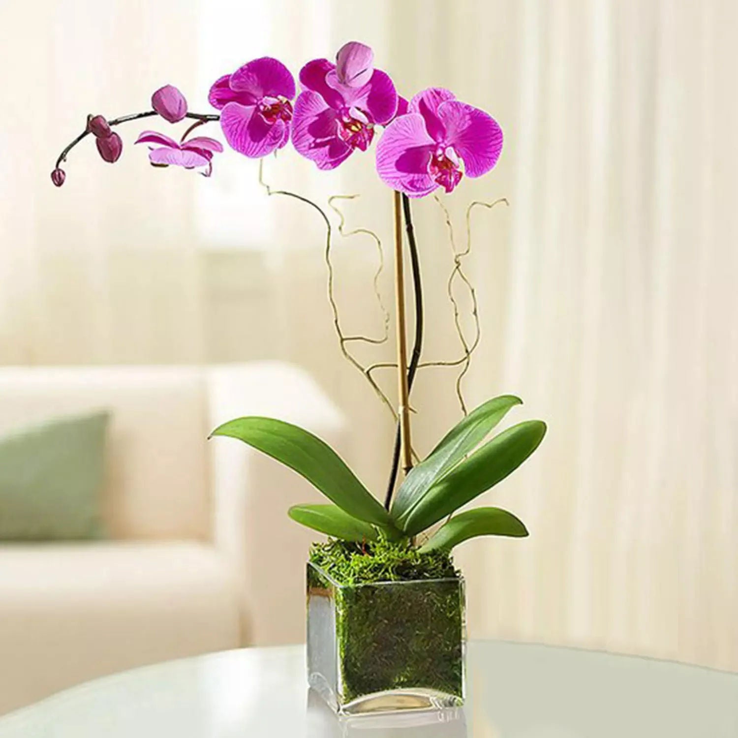 Ramadan Kareem Purple Orchid Plant In Glass Vase