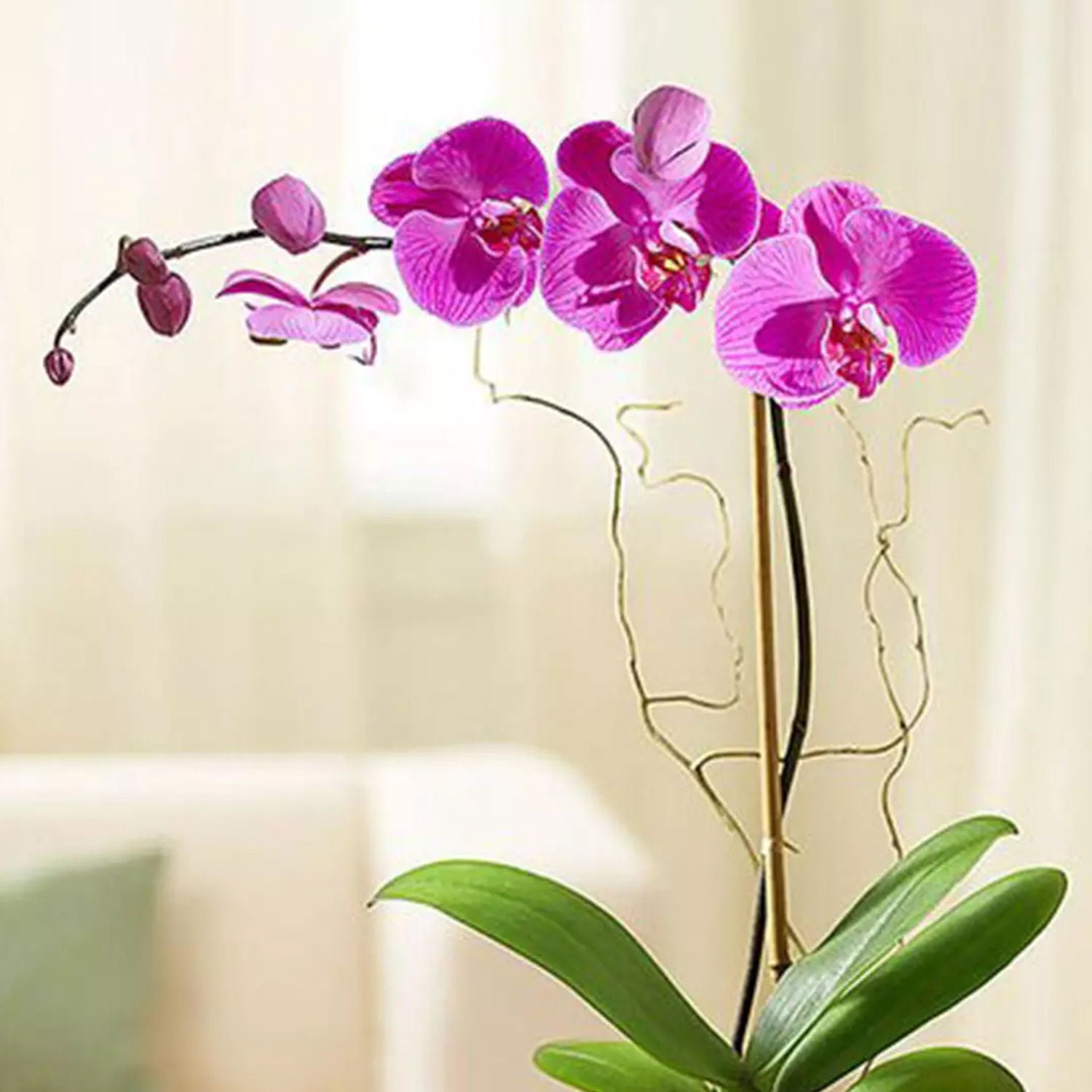 Ramadan Kareem Purple Orchid Plant In Glass Vase