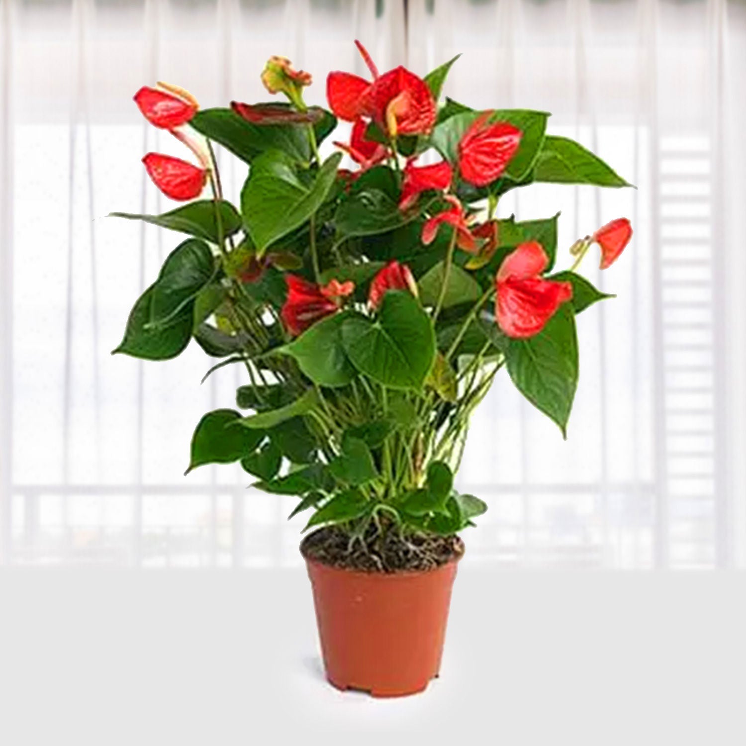 Red Anthurium Plant