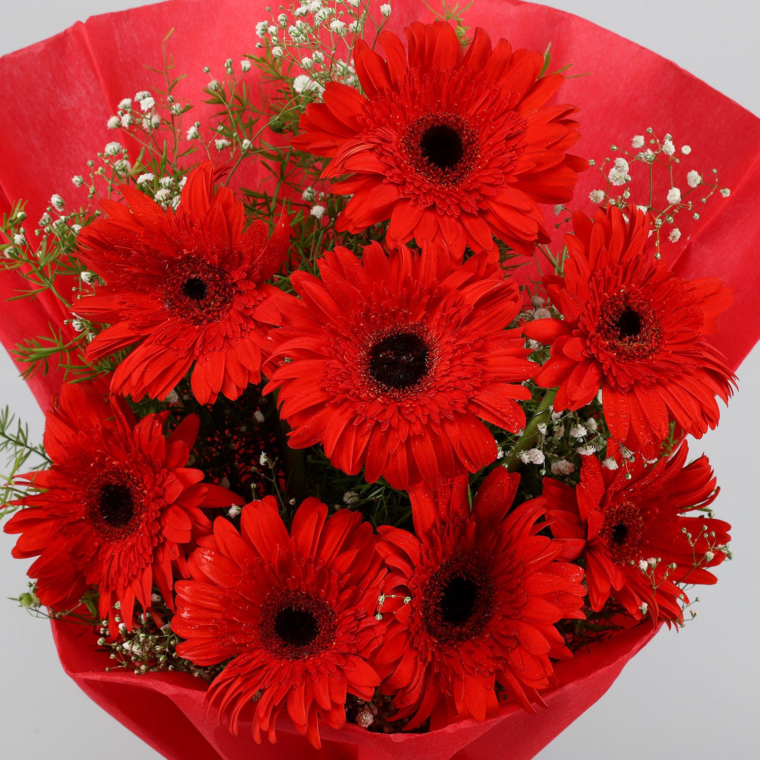 Red Elegance Gerbera Blossoms