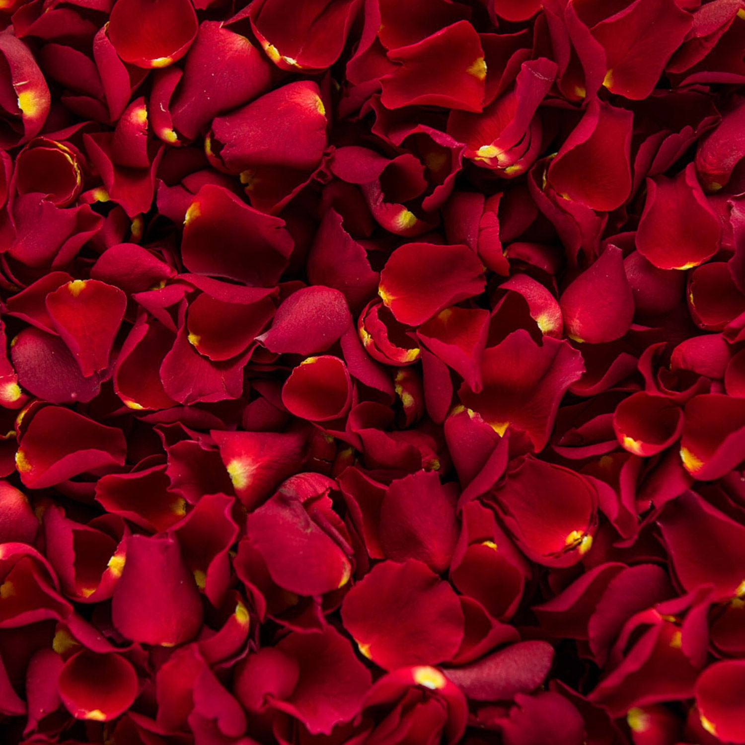 Rose Petals