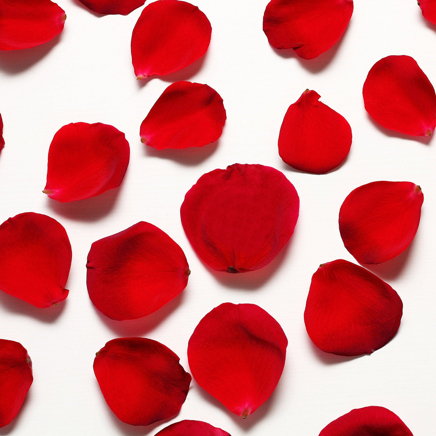 Rose Petals