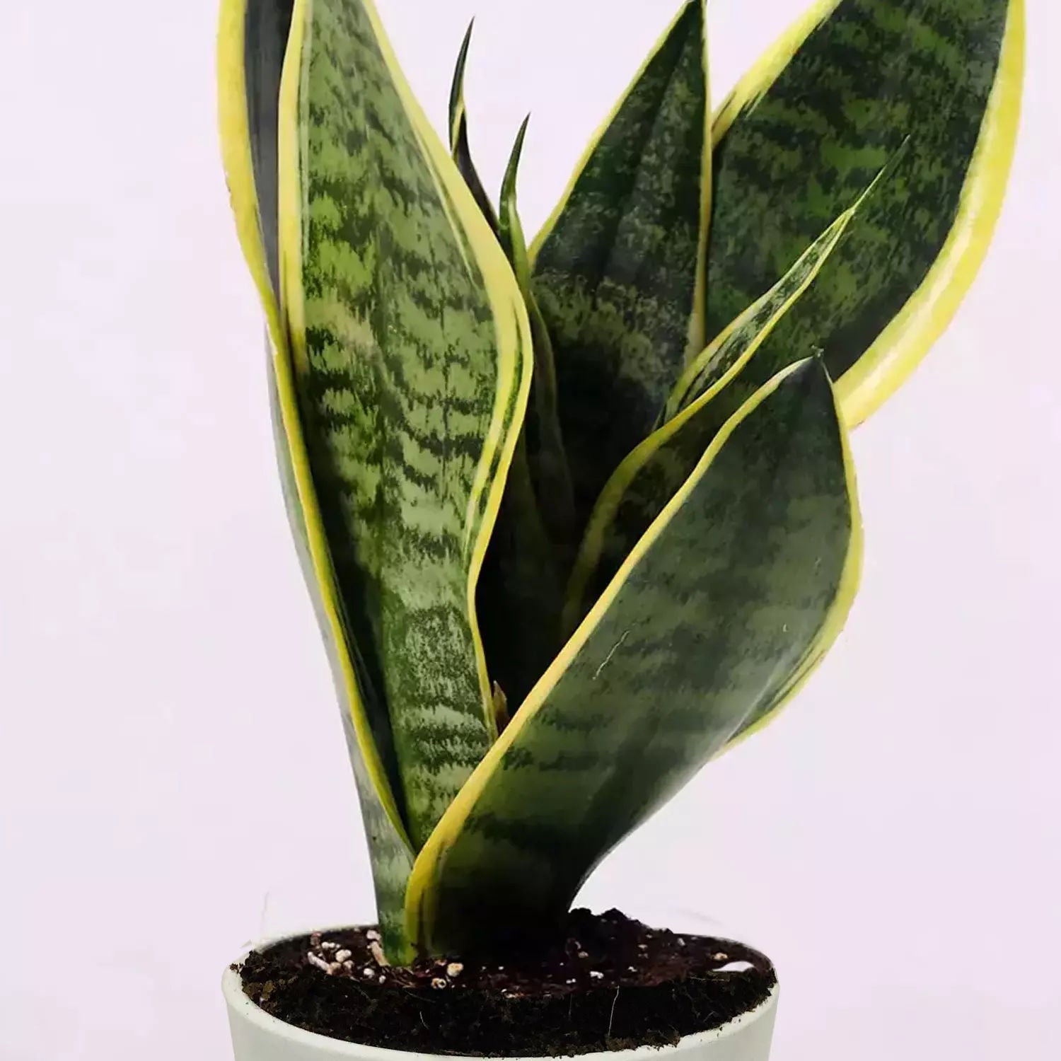 Sansevieria Plant In Pot