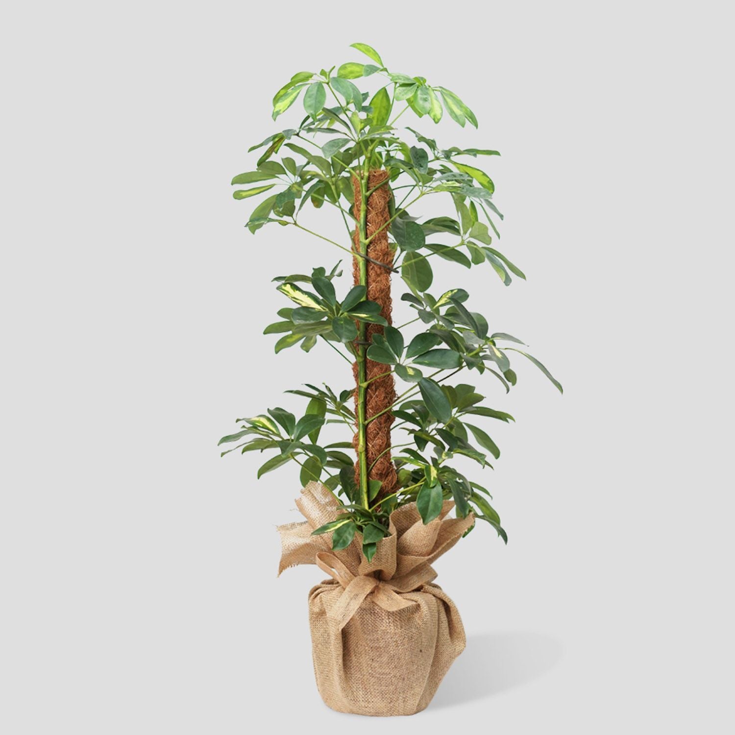 Schefflera Arb Gold Capella Plant