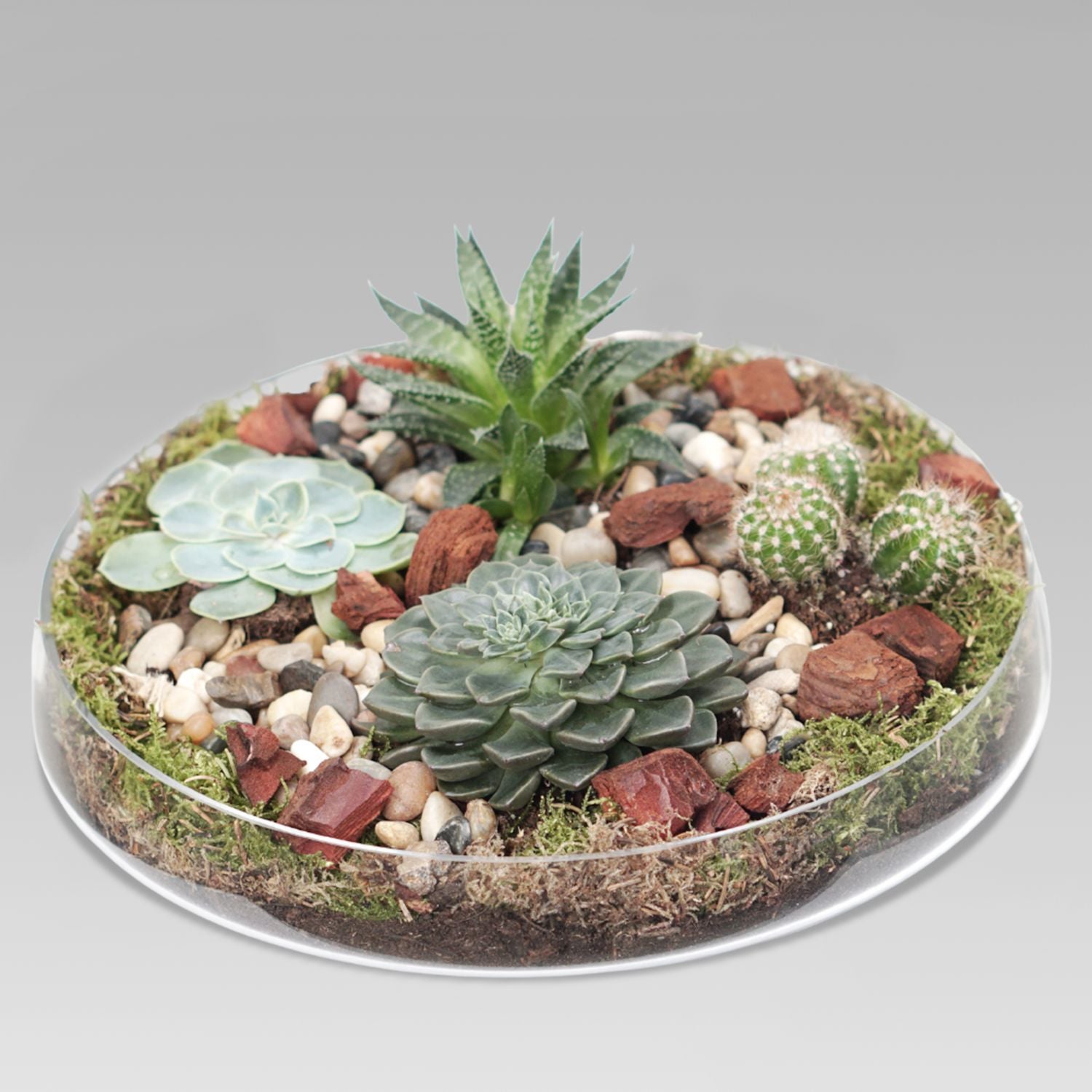 Succulent Plants Glass Tray