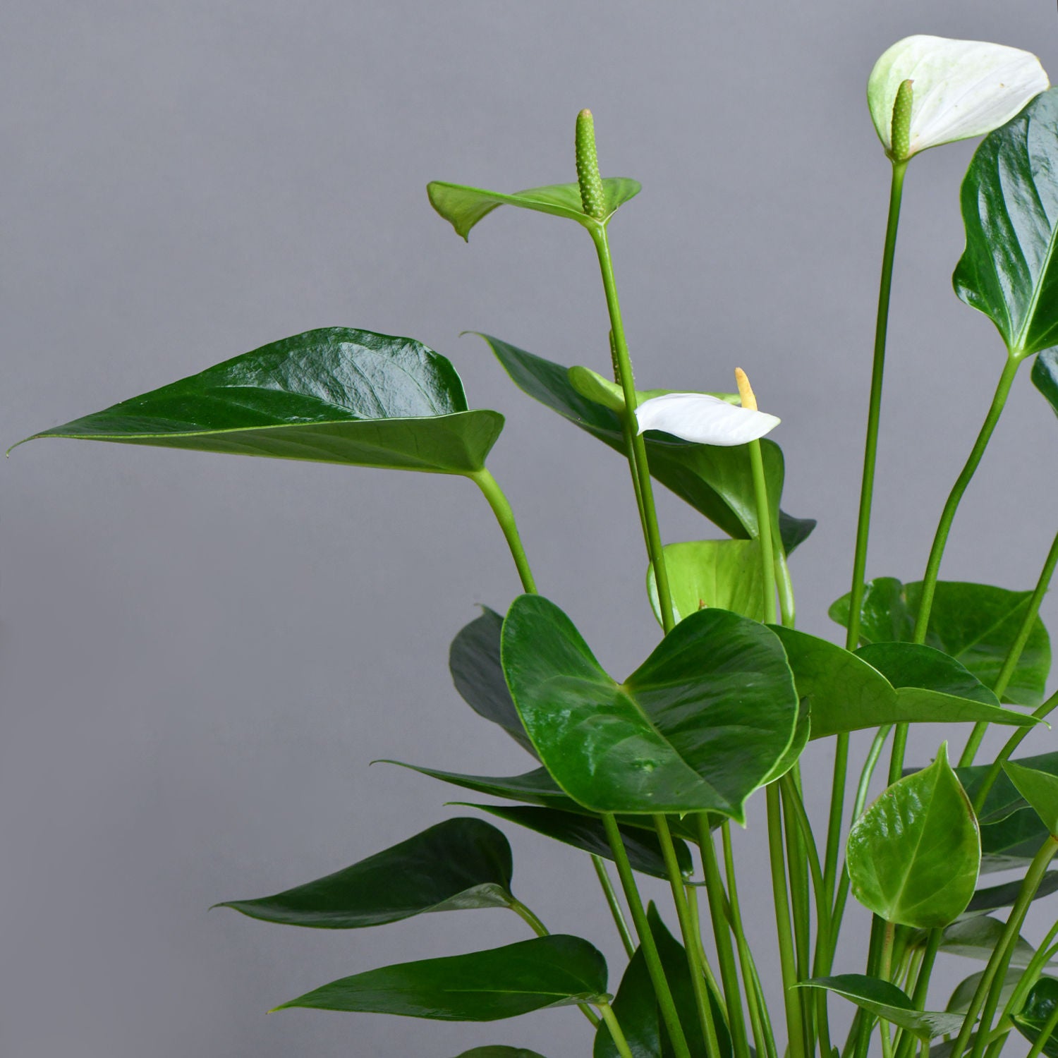 نبتة أنثوريوم أبيض في أصيص سيراميك فاخر