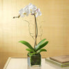 White Orchid Plant In Glass Vase & Ramadan Topper