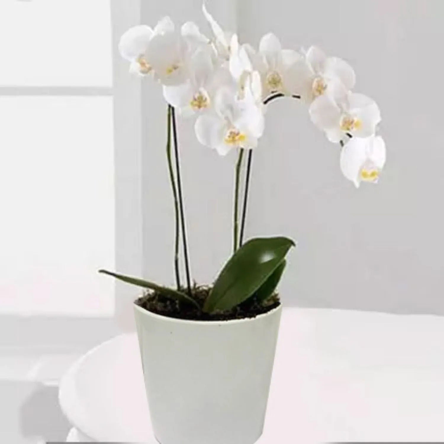 نبات منزلي - نبات أوركيد مزدوج لون أبيض في أصيص أبيض