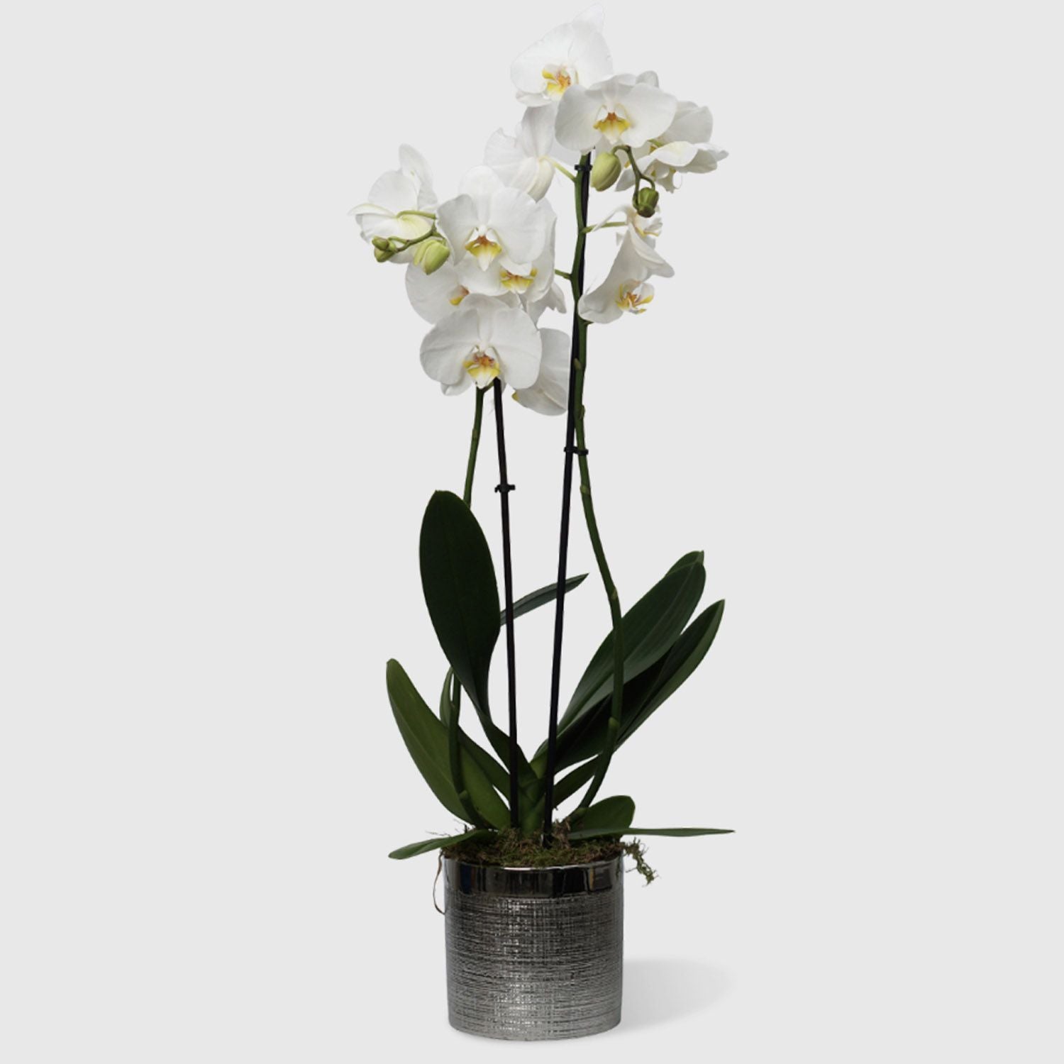 White Phalaenopsis Plant Grey Pot