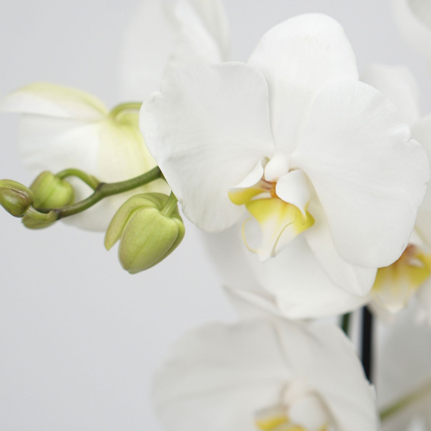 White Phalaenopsis Plant Grey Pot