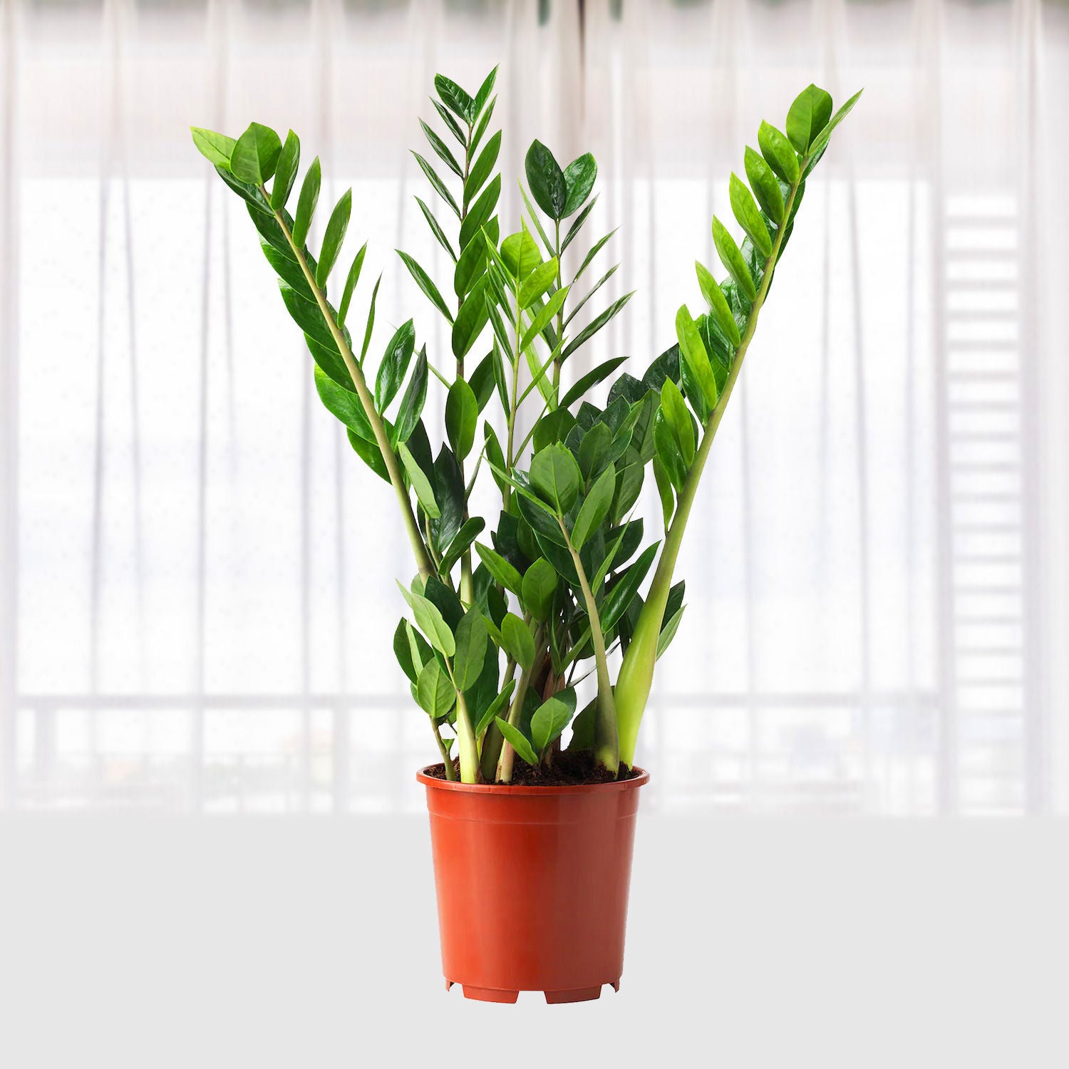 Zamioculcas Lucky Classic