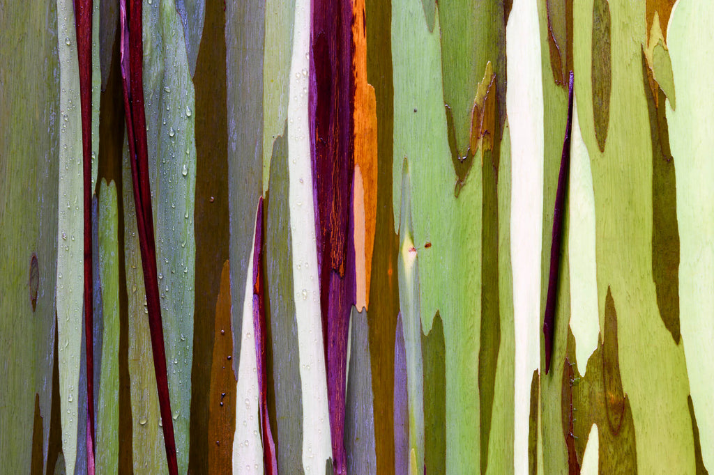 Painted eucalyptus tree along Maui's Hana Coast