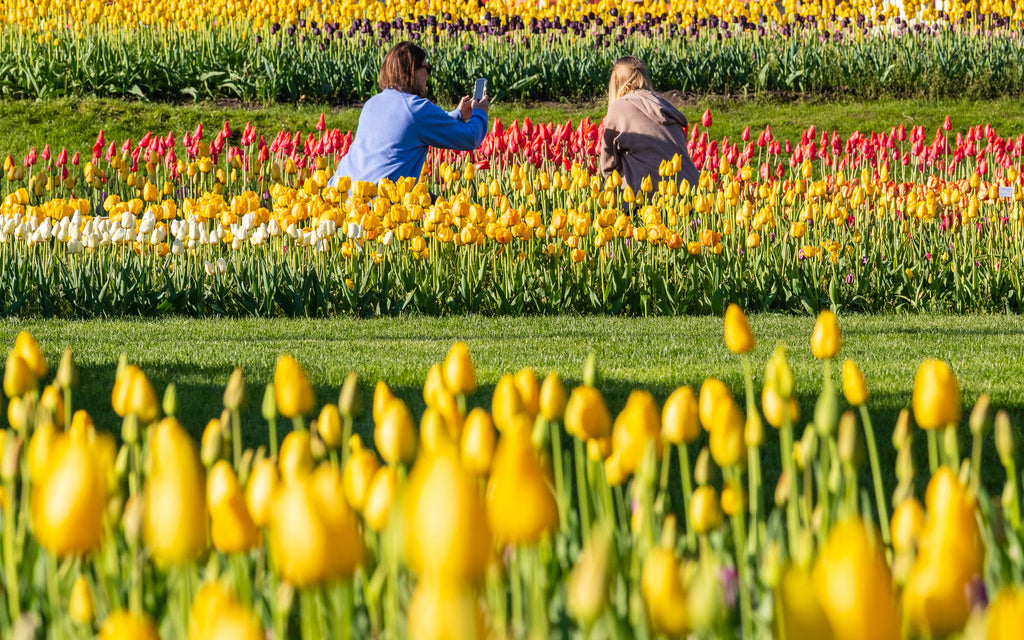 Blooming tulips in Holland, Michigan