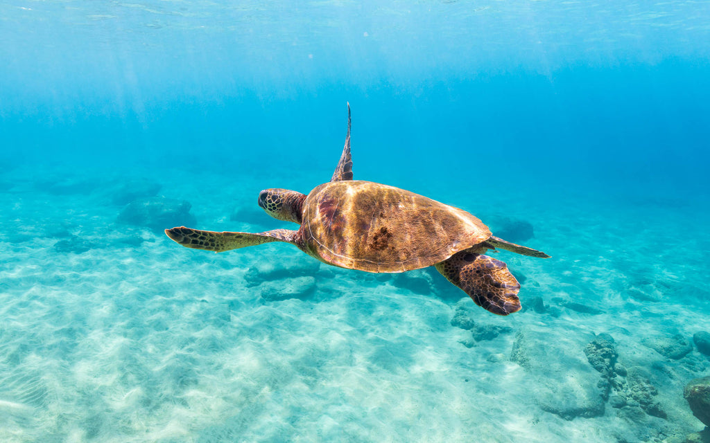 Turtle on the south end of Kaanapali Beach