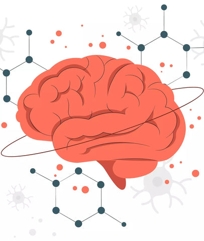 cerveau chimie