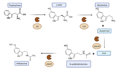schéma synthèse mélatonine