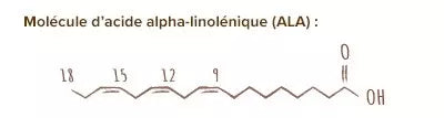 acide alpha-linolénique (ALA)