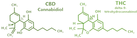 CBD_VS_THC