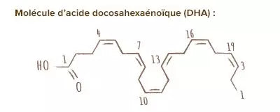 acide docosahexaénoïque (DHA)