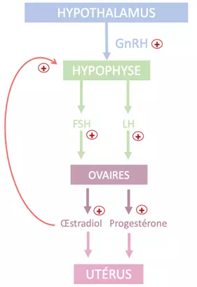 Hormones cycle menstruel