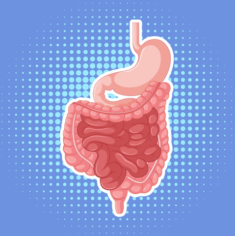 système digestif humain interne