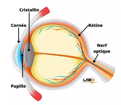 oeil humain anatomie