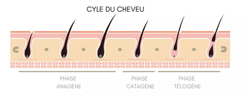 Cycle du cheveu