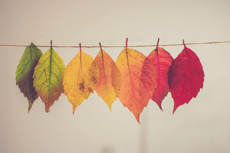 Autumn leaves on a rope