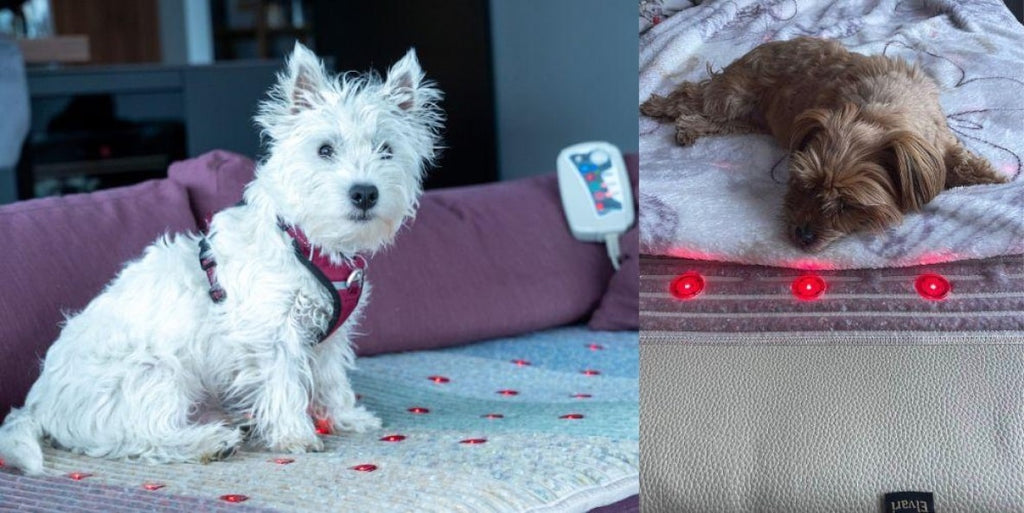 Magnetfeldmatte für Hunde: Zwei Fotos von Hunden, die auf der Matte liegen.