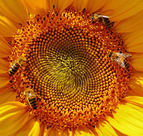 honey bees on sunflower