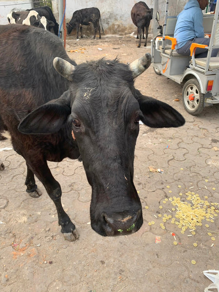 インドの牛（デリー）