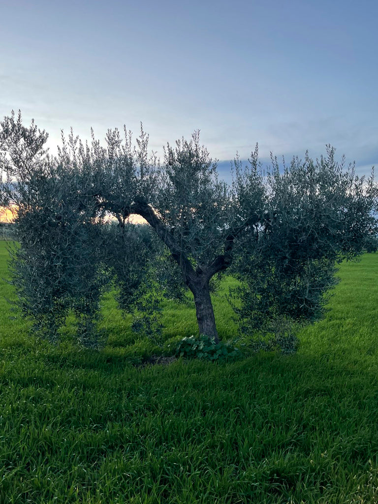 Olive Tree