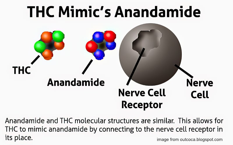 anandamide and THC