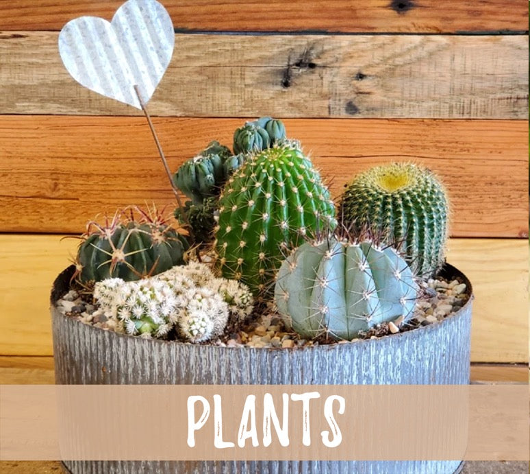 Plants