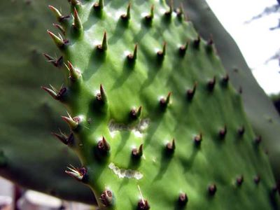 Nopales