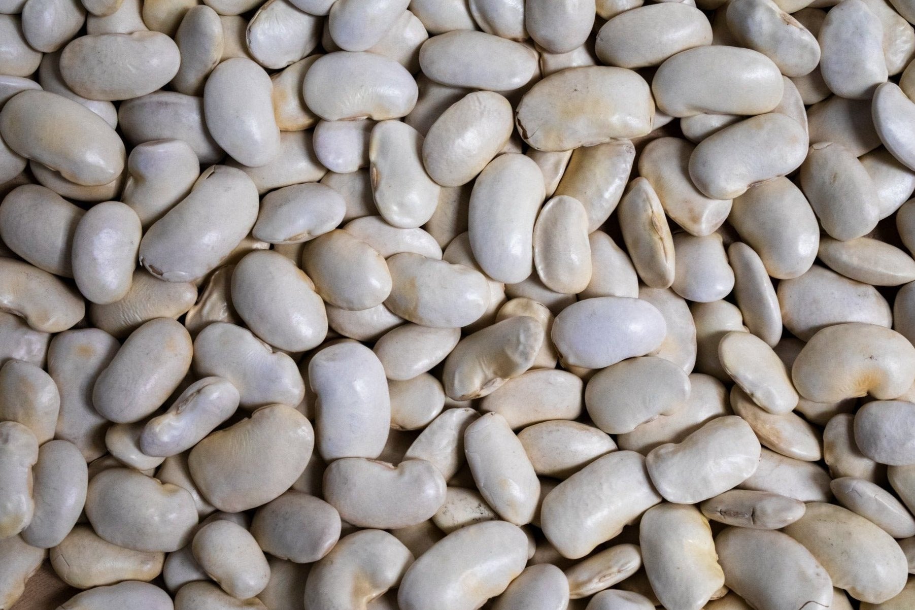 Royal Corona Bean - Rancho Gordo product image