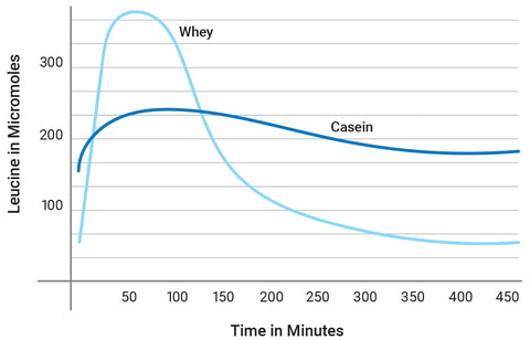 Casein and whey protein digestion chart