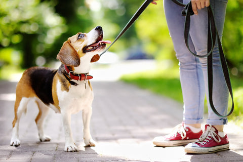 close up with legs next to a dog on a leash