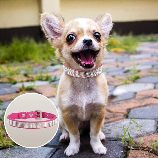 Collier chien élégant avec strass étincelants