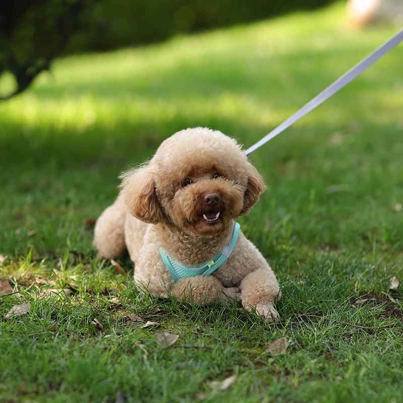 Harnais pour petit chien solide