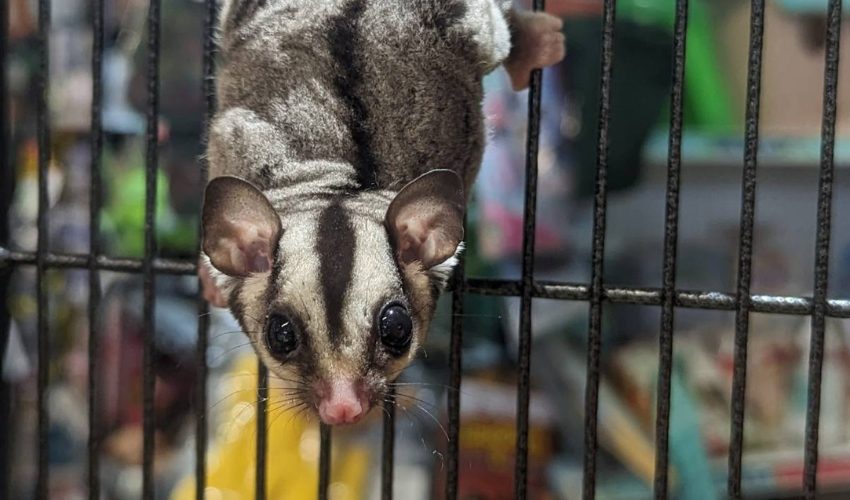 Sugar glider