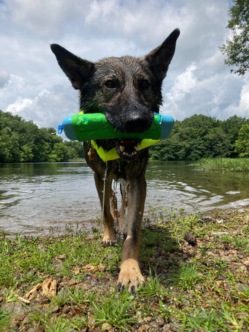 Dog enjoying lake day fetching a water toy