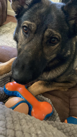 Dog bringing multiple toys to play with human mom