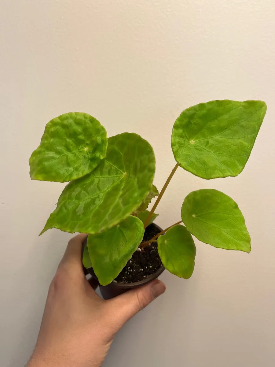 Begonia natunaensis – plantedrootsplants